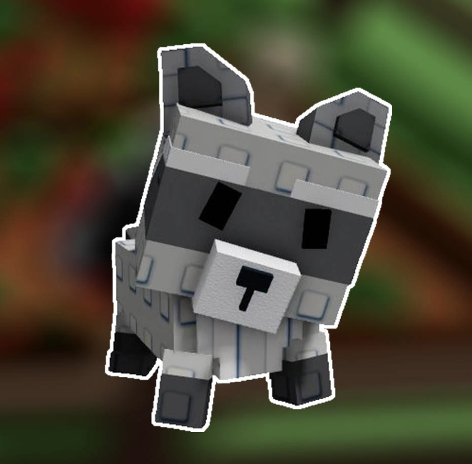 Pet Racoon